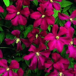 ����  �������� ��������������� ����� ������ ��������, ������ �� 1339 ���