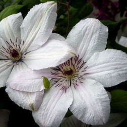 ����  �������� ��������������� ���� ������ ����������, ������ �� 1339 ���