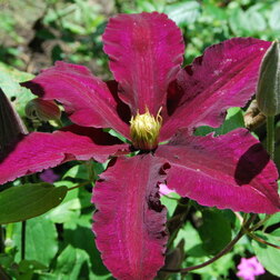 ����  �������� ��������������� �����, ������ �� 1339 ���