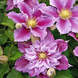 ����  �������� ��������������� �����, ������ �� 1339 ���