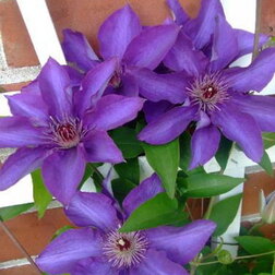 ����  �������� ��������������� ���������, ������ �� 1339 ���