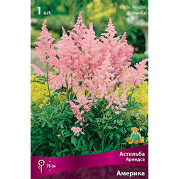 ����  �������� ������� (�������), ������ �� 263 ���