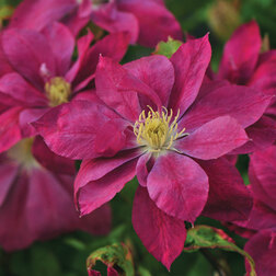 ����  �������� ��������������� ��� ����, ������ �� 1339 ���