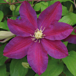 ����  �������� ��������������� ������, ������ �� 1339 ���