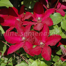 ����  �������� ��������������� ������������, ������ �� 1339 ���