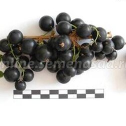 ����  ������� ��������� ��������� (������), ������ �� 249 ���