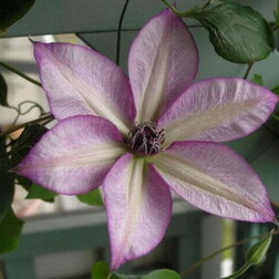 ����  �������� ��������������� ������, ������ �� 1339 ���