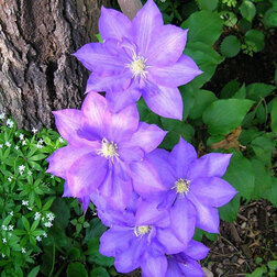 ����  �������� ��������������� �.�.���, ������ �� 1339 ���