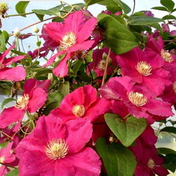 ����  �������� ��������������� ������ ������, ������ �� 1339 ���