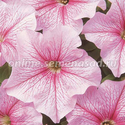 ����  ������� ����������� ����� ���� ���� (1��-100�����) ���������������� ������, ������ �� 320 ���