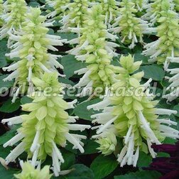 ����  ������� ����� ���� (1��-100��) ���������������� ������, ������ �� 352 ���