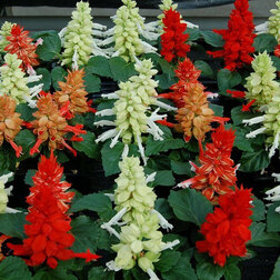 ����  ������� ����� ��������� ���� (1��-1000��) ���������������� ������, ������ �� 2960 ���