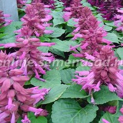 ����  ������� ����� �������� (1��-100��) ���������������� ������, ������ �� 352 ���