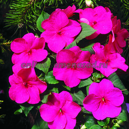 ����  ��������� ������ �������� (1��-100��) ���������������� ������, ������ �� 560 ���