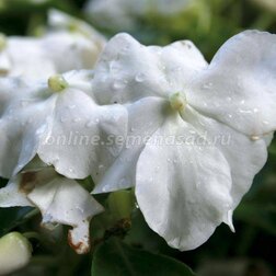 ����  ��������� ������ ���� (1��-100��) ���������������� ������, ������ �� 560 ���