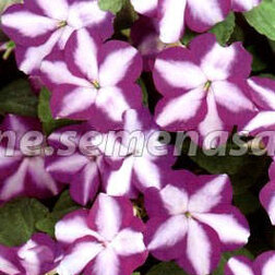 ����  ��������� ������ ������ ���� (1��-100��.) ���������������� ������, ������ �� 560 ���