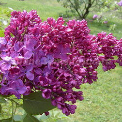 ����  ������������ ������ ������������ ����� ������, ������ �� 595 ���