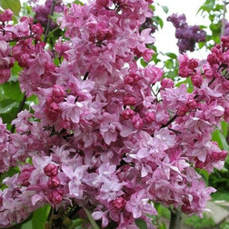 ����  ������ ������������ ��������� �����������, ������ �� 595 ���