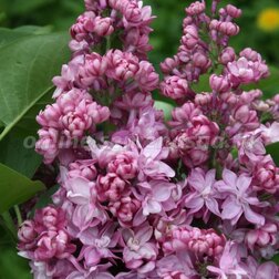 ����  ������� ������ ������ � ������ (������������), ������ �� 595 ���