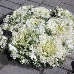 ����  ������� ������������ ������ ���� (1��-100��) ���������������� ������, ������ �� 448 ���