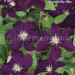 ����  �������� ��������������� ��������� ���� (1-�����), ������ �� 599 ���