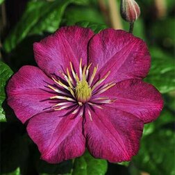 ����  �������� ��������������� ���� �� ���� (1-�����), ������ �� 599 ���