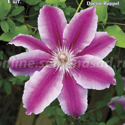 ����  �������� ��������������� (�����) ������ ������, ������ �� 599 ���