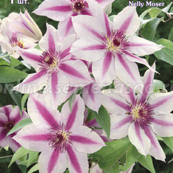 ����  �������� ��������������� ����� ����� (1-�����), ������ �� 599 ���