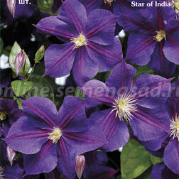 ����  �������� ��������������� ���� �� ����� (1-�����), ������ �� 599 ���