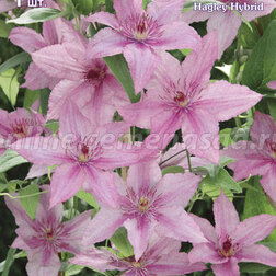 ����  �������� ��������������� ����� ������� (1-�����), ������ �� 599 ���