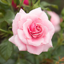 ����  ���� ���������� ������, ������ �� 499 ���