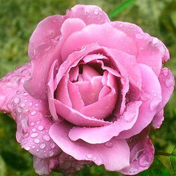 ����  ���� ���������� ����� �����, ������ �� 499 ���