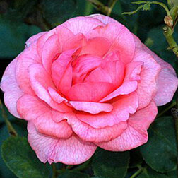 ����  ���� ���������� ��� ���, ������ �� 499 ���