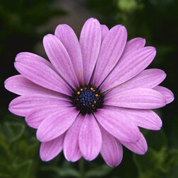 ����  ������������ ���� ���� (1��-100��) ���������������� ������, ������ �� 3520 ���