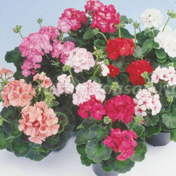 ����  ���������� ��������� ����� ���� (1��-100��) ���������������� ������, ������ �� 2640 ���