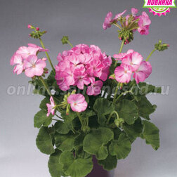 ����  ���������� ��������� ����� ���� ������� (1��-100��) ���������������� ������, ������ �� 2640 ���