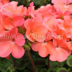 ����  ���������� ��������� ����� ������ (1��-100��) ���������������� ������, ������ �� 2640 ���