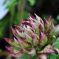 ����  �������� ��������������� ����, ������ �� 1339 ���