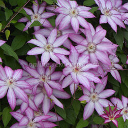 ����  �������� ��������������� ���, ������ �� 1339 ���