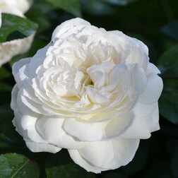 ����  ���� �������� ��������� ��������, ������ �� 699 ���