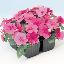 ����  ��������� ������ ���� (1��-100��) ���������������� ������, ������ �� 560 ���