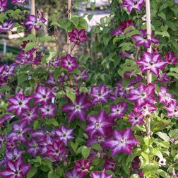 ����  �������� ��������������� ���� �������, ������ �� 1699 ���