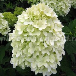 ����  ��������� ����������� ��������, ������ �� 629 ���