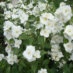 ����  ������ ������� (��������) ��������, ������ �� 510 ���