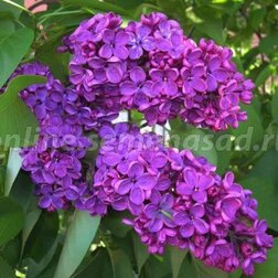 ����  ������������ ������ ������������ ������� ������, ������ �� 595 ���