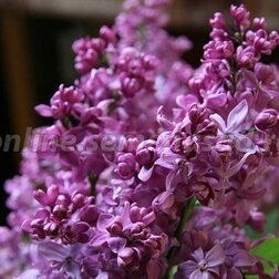 ����  ������ ������������ ����������, ������ �� 595 ���