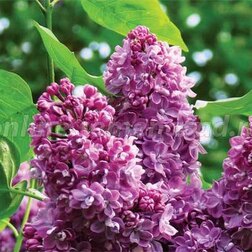 ����  ������� ������ �������� (������������), ������ �� 595 ���