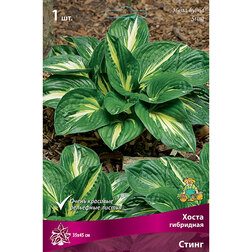 ����  ����� ��������� �����*, ������ �� 357 ���