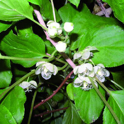 ����  ��������� ������ ����� (�������), ������ �� 519 ���