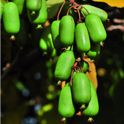 ����  ��������� ������ ������, ������ �� 519 ���